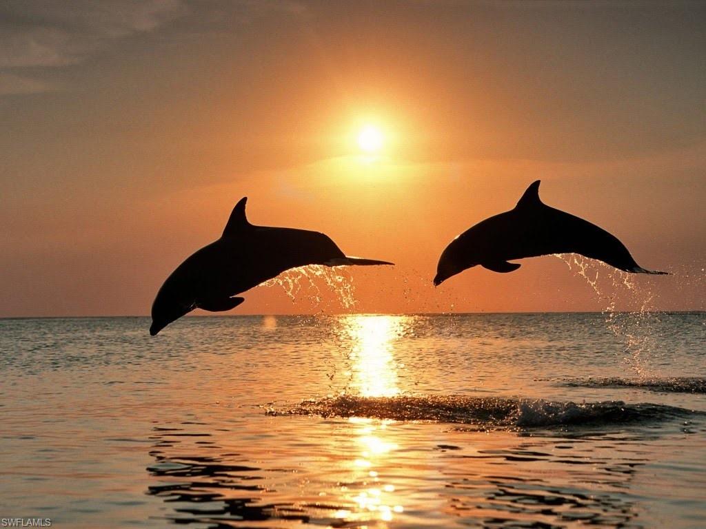 Sunset Dolpins playing off Vanderbilt Beach