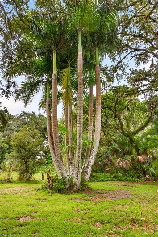 Exotic Royal Palm
