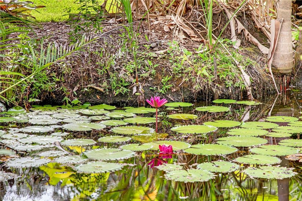 Quite, serene pond with lily pads and flowers