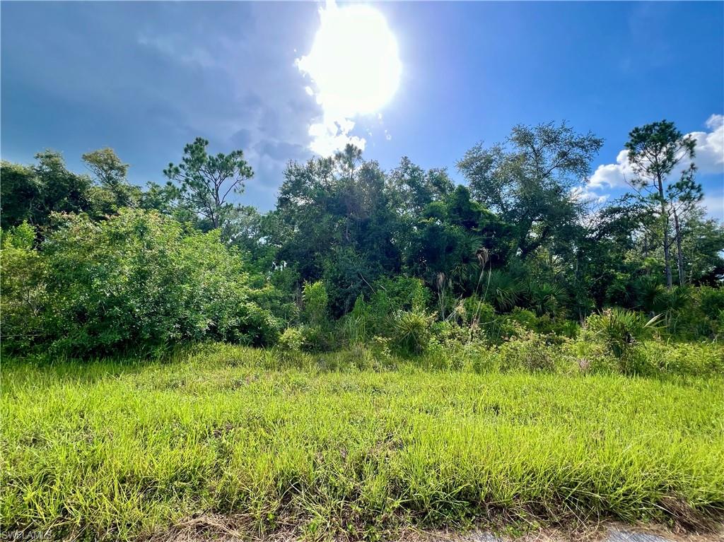 View of local wilderness
