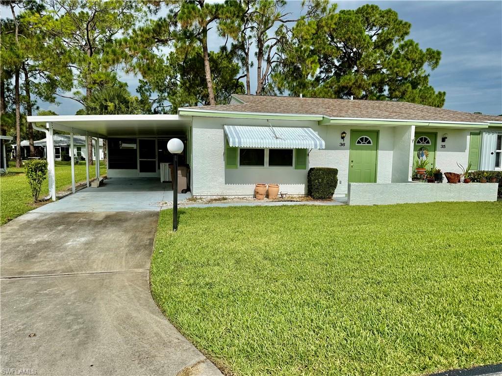 36 Heath Aster LN