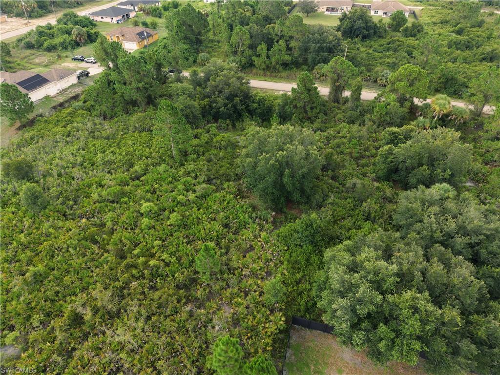 Expansive green foliage with varied tree canopy