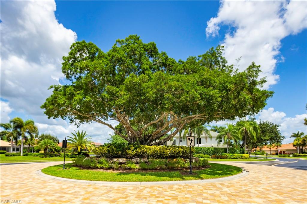 Banyan Tree